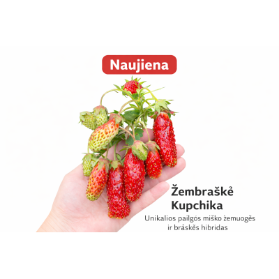 🍓 Zemene – sertificēti saldēti zemeņu stādi