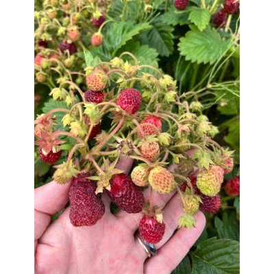 🍓 PENELOPA maasika 10 tk külmutatud idusid Avalehele 🍓 PENELOPA maasika seemikud – aromaatne ja dekoratiivne sort aeda Lühike ki