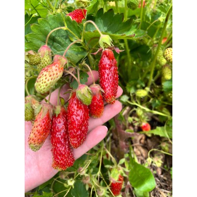 🍓 KUPCHIKA maasika 10 tk külmutatud idusid