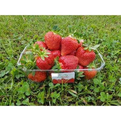 Flair šaldyti braškių daigai ( frigo ) – šaldyti braškių daigai