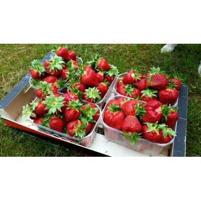 FLAIR maasika seemikud (Frigo) 10 tk