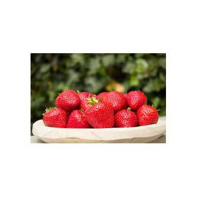 FALCO maasika seemikud (Frigo) 10 tk