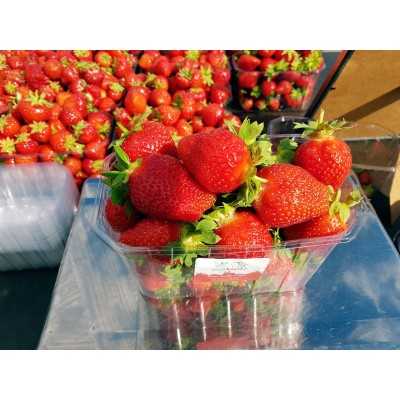 FLORENTINA maasika seemikud (Frigo) 10 tk