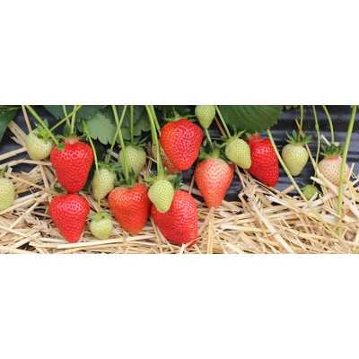 SERAPHINE maasika seemikud (Frigo) 10 tk