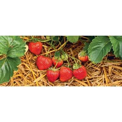 VERDI maasika seemikud (Frigo) 10 tk