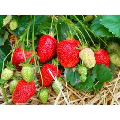 ASIA maasika seemikud (Frigo) 10 tk