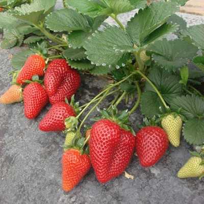 MALGA maasika istikud (Frigo) 10 tk