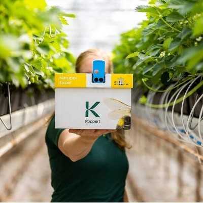 Koppert  Excel kamanės apdulkinimui – šaldyti braškių daigai