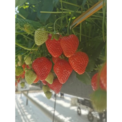 DAHLI braškių daigai (Frigo) 8 vienetai – šaldyti braškių daigai