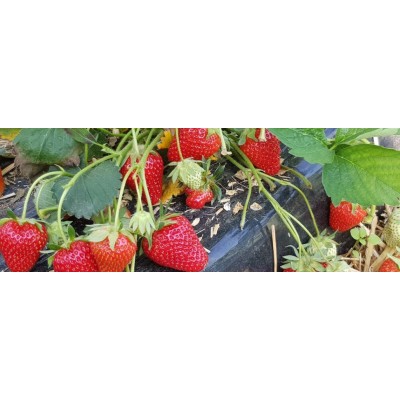 Sadzonki truskawek TWIST (Frigo) 10 szt.