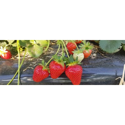 TWIST maasika seemikud (Frigo) 10 tk Avalehele, Varajane läbirääkimine 🍓 Twist (FE2015) – väga varajane, suureviljaline ja suure
